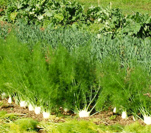 vous êtes JARDINIER ou ARBORICULTEUR AMATEUR